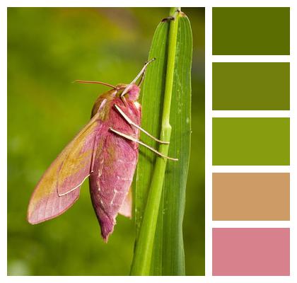 Insect Hawk Moth Moth Image